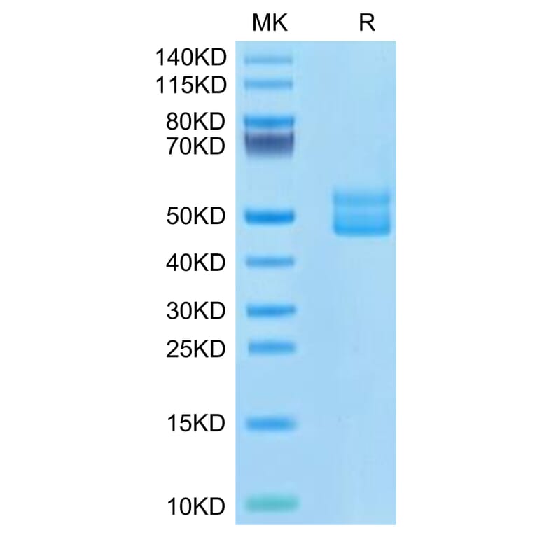Tris-Bis PAGE - Recombinant Human CD3E + CD3G Protein (C-terminal Human Fc Tag) (A331511) - Antibodies.com