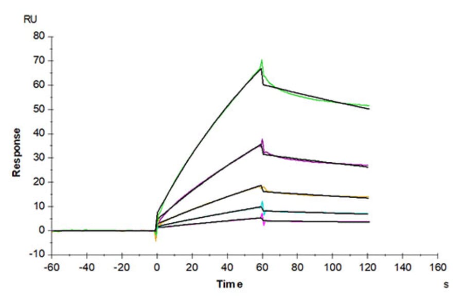 SPR Assay - Recombinant Mouse CDCP1 Protein (Biotin) (C-terminal His and Avi Tag) (A331517) - Antibodies.com