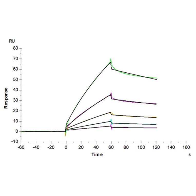 SPR Assay - Recombinant Mouse CDCP1 Protein (Biotin) (C-terminal His and Avi Tag) (A331517) - Antibodies.com