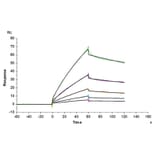 SPR Assay - Recombinant Mouse CDCP1 Protein (Biotin) (C-terminal His and Avi Tag) (A331517) - Antibodies.com