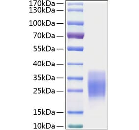 SDS-PAGE - Recombinant Mouse SCF Protein (C-terminal His Tag) (A331521) - Antibodies.com