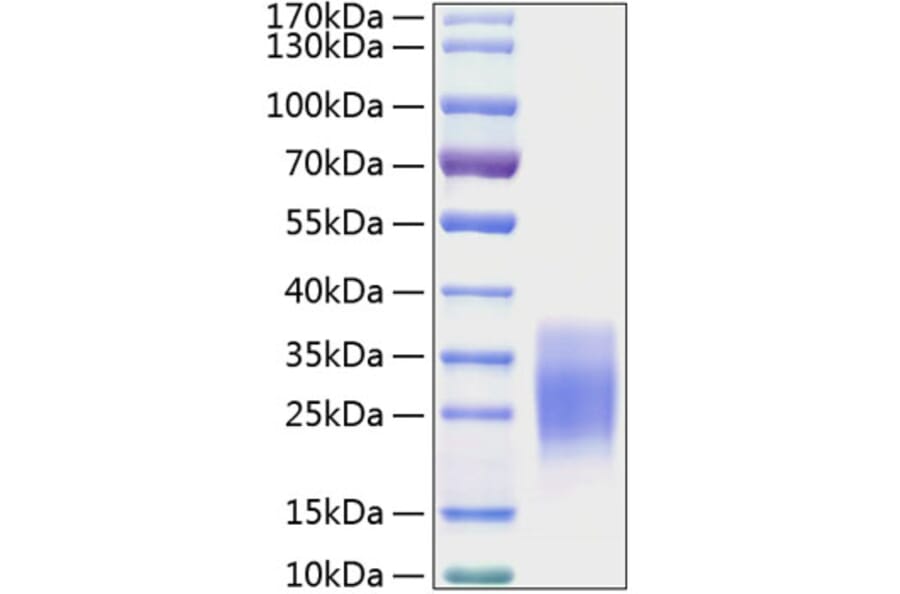 SDS-PAGE - Recombinant Mouse SCF Protein (C-terminal His Tag) (A331521) - Antibodies.com