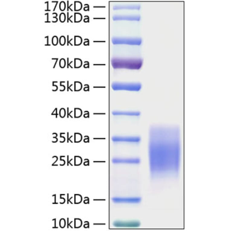 SDS-PAGE - Recombinant Mouse SCF Protein (C-terminal His Tag) (A331521) - Antibodies.com