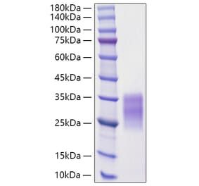 SDS-PAGE - Recombinant Rat SCF Protein (C-terminal His Tag) (A331522) - Antibodies.com