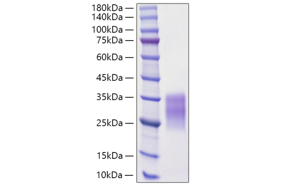 SDS-PAGE - Recombinant Rat SCF Protein (C-terminal His Tag) (A331522) - Antibodies.com