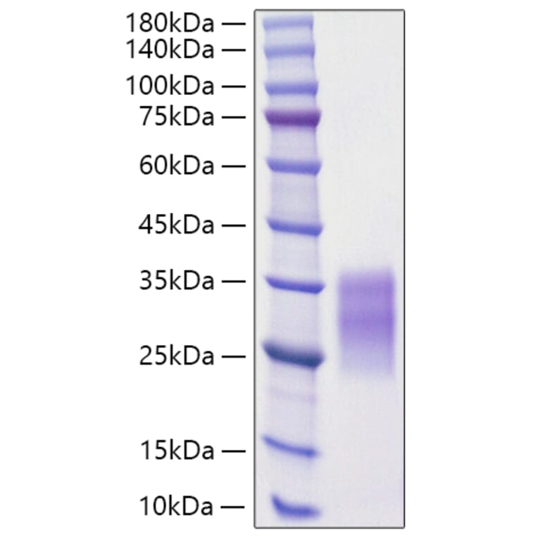 SDS-PAGE - Recombinant Rat SCF Protein (C-terminal His Tag) (A331522) - Antibodies.com