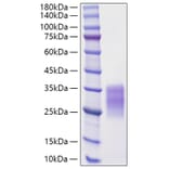 SDS-PAGE - Recombinant Rat SCF Protein (C-terminal His Tag) (A331522) - Antibodies.com