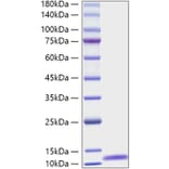 SDS-PAGE - Recombinant Mouse C5 Protein (A331527) - Antibodies.com
