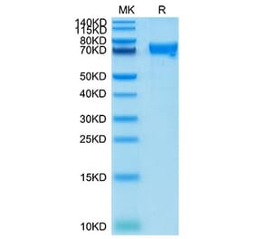 Tris-Bis PAGE - Recombinant Cynomolgus macaque CRTAM Protein (C-terminal Human Fc Tag) (A331531) - Antibodies.com