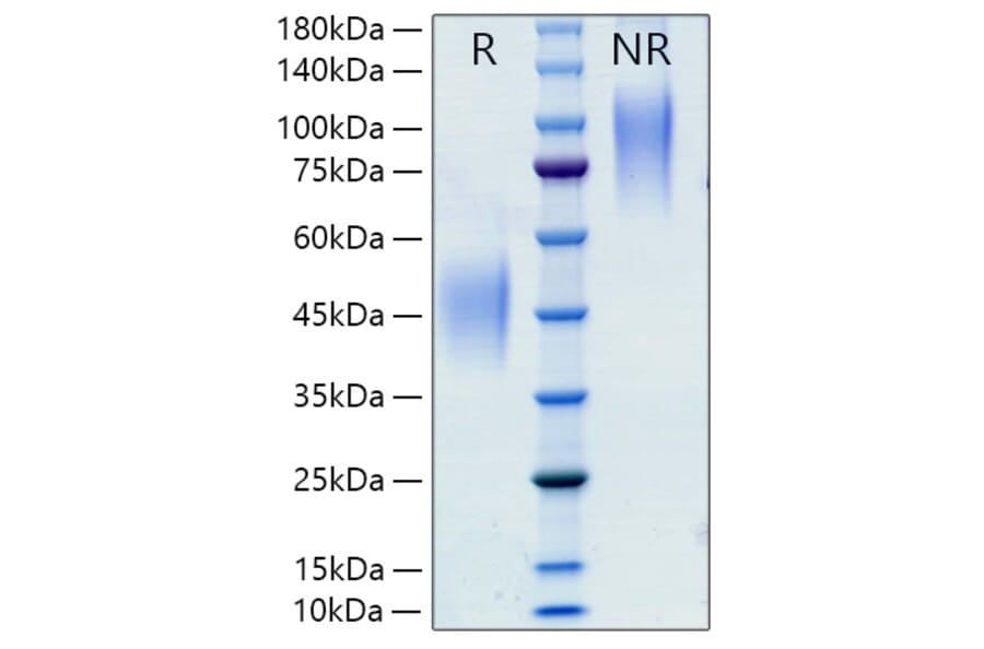 SDS-PAGE - Recombinant Rat M-CSF Protein (C-terminal His Tag) (A331534) - Antibodies.com
