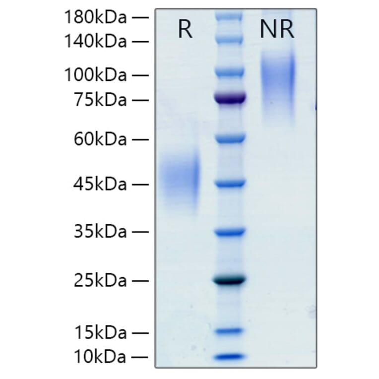 SDS-PAGE - Recombinant Rat M-CSF Protein (C-terminal His Tag) (A331534) - Antibodies.com