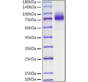 SDS-PAGE - Recombinant Mouse CSF-1-R Protein (C-terminal His Tag) (A331535) - Antibodies.com