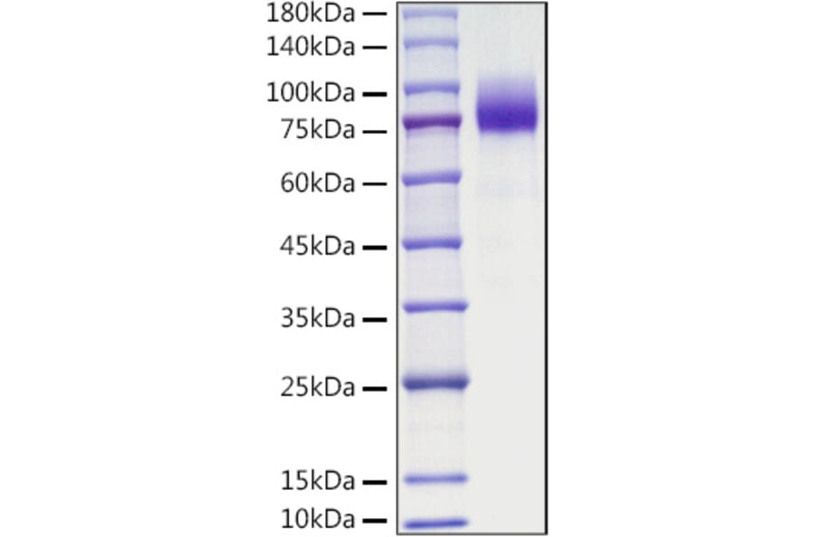 SDS-PAGE - Recombinant Mouse CSF-1-R Protein (C-terminal His Tag) (A331535) - Antibodies.com