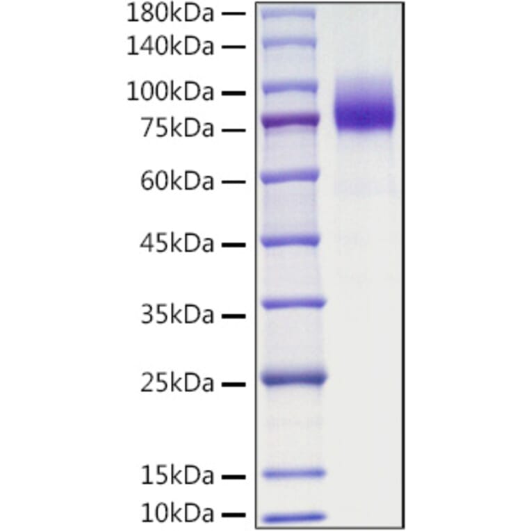 SDS-PAGE - Recombinant Mouse CSF-1-R Protein (C-terminal His Tag) (A331535) - Antibodies.com