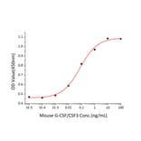 Proliferation Assay - Recombinant Mouse G-CSF Protein (C-terminal His Tag) (A331539) - Antibodies.com