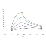 SPR Assay - Recombinant Cynomolgus macaque CTLA4 Protein (C-terminal His Tag) (A331541) - Antibodies.com