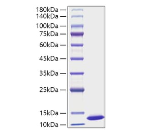 SDS-PAGE - Recombinant Mouse CXCL1 Protein (A331544) - Antibodies.com