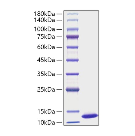 SDS-PAGE - Recombinant Mouse CXCL1 Protein (A331544) - Antibodies.com