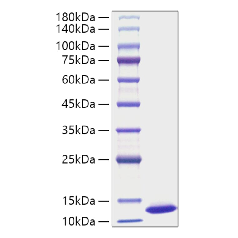 SDS-PAGE - Recombinant Mouse CXCL1 Protein (A331544) - Antibodies.com