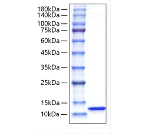 SDS-PAGE - Recombinant Rat CXCL1 Protein (C-terminal His and Avi Tag) (A331545) - Antibodies.com