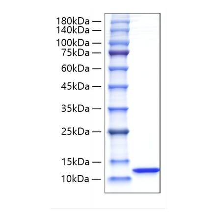 SDS-PAGE - Recombinant Rat CXCL1 Protein (C-terminal His and Avi Tag) (A331545) - Antibodies.com