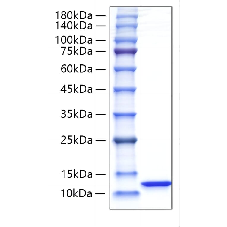 SDS-PAGE - Recombinant Rat CXCL1 Protein (C-terminal His and Avi Tag) (A331545) - Antibodies.com