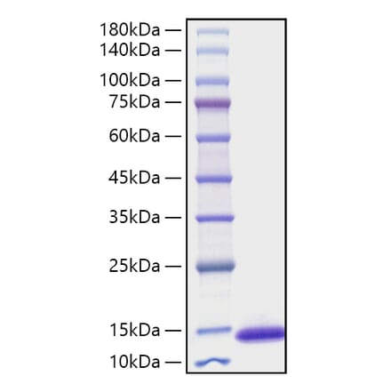 SDS-PAGE - Recombinant Mouse CXCL10 Protein (A331546) - Antibodies.com