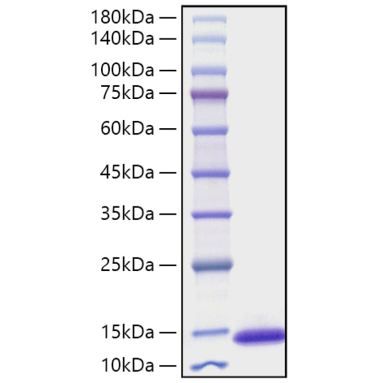 SDS-PAGE - Recombinant Mouse CXCL10 Protein (A331546) - Antibodies.com