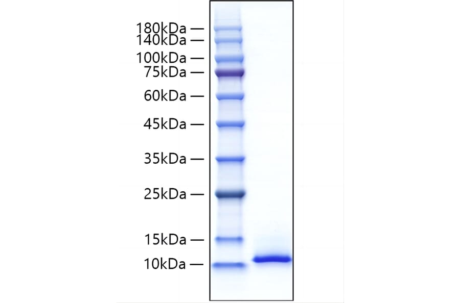 SDS-PAGE - Recombinant Mouse CXCL12 Protein (A331547) - Antibodies.com