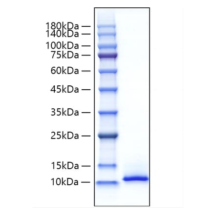 SDS-PAGE - Recombinant Mouse CXCL12 Protein (A331547) - Antibodies.com