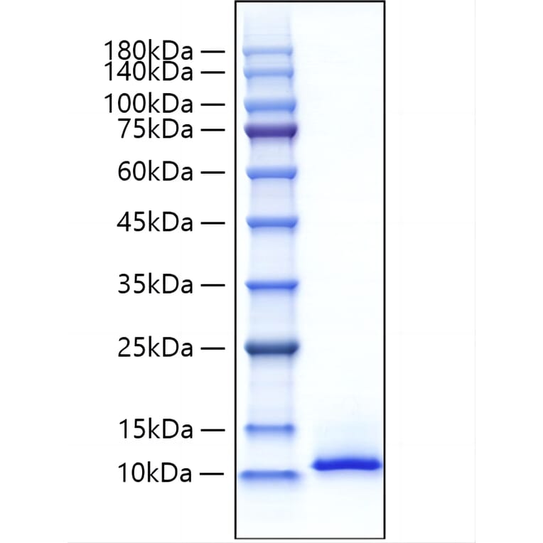 SDS-PAGE - Recombinant Mouse CXCL12 Protein (A331547) - Antibodies.com