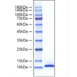 SDS-PAGE - Recombinant Mouse CXCL12 Protein (A331547) - Antibodies.com