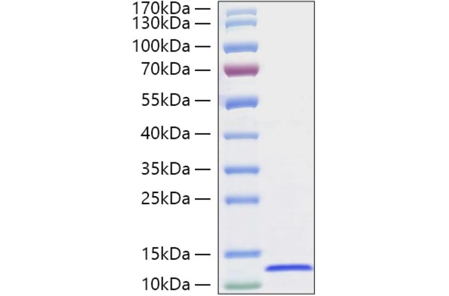 SDS-PAGE - Recombinant Canine CXCL12 Protein (A331548) - Antibodies.com
