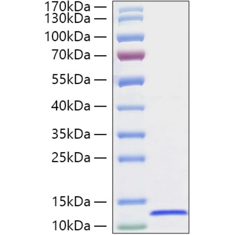 SDS-PAGE - Recombinant Canine CXCL12 Protein (A331548) - Antibodies.com