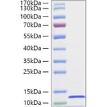 SDS-PAGE - Recombinant Canine CXCL12 Protein (A331548) - Antibodies.com