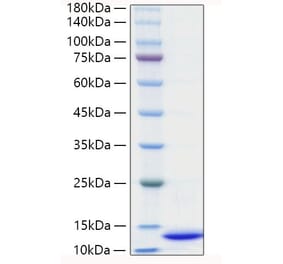 SDS-PAGE - Recombinant Mouse CXCL2 Protein (C-terminal His Tag) (A331550) - Antibodies.com