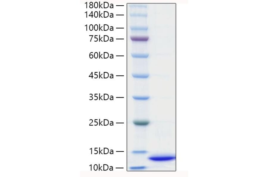 SDS-PAGE - Recombinant Mouse CXCL2 Protein (C-terminal His Tag) (A331550) - Antibodies.com