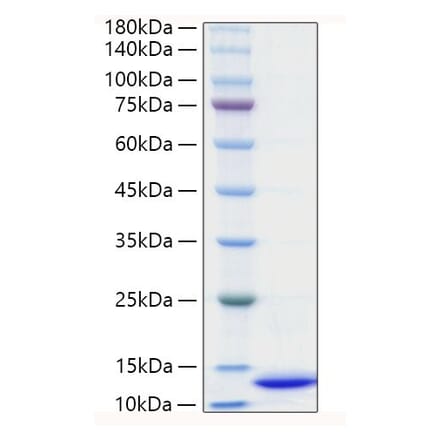SDS-PAGE - Recombinant Mouse CXCL2 Protein (C-terminal His Tag) (A331550) - Antibodies.com