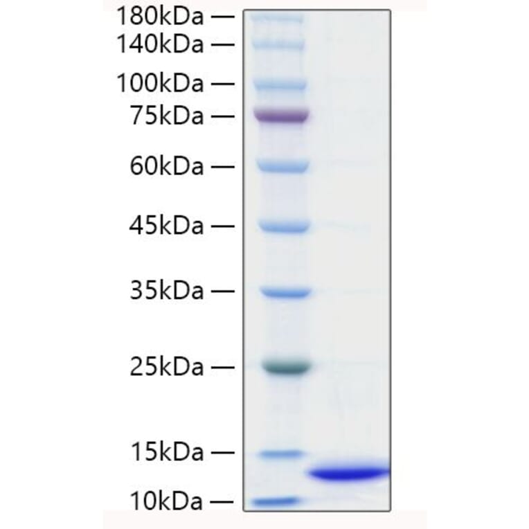 SDS-PAGE - Recombinant Mouse CXCL2 Protein (C-terminal His Tag) (A331550) - Antibodies.com