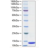SDS-PAGE - Recombinant Mouse CXCL2 Protein (C-terminal His Tag) (A331550) - Antibodies.com
