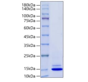 SDS-PAGE - Recombinant Mouse PF4 Protein (C-terminal His Tag) (A331553) - Antibodies.com