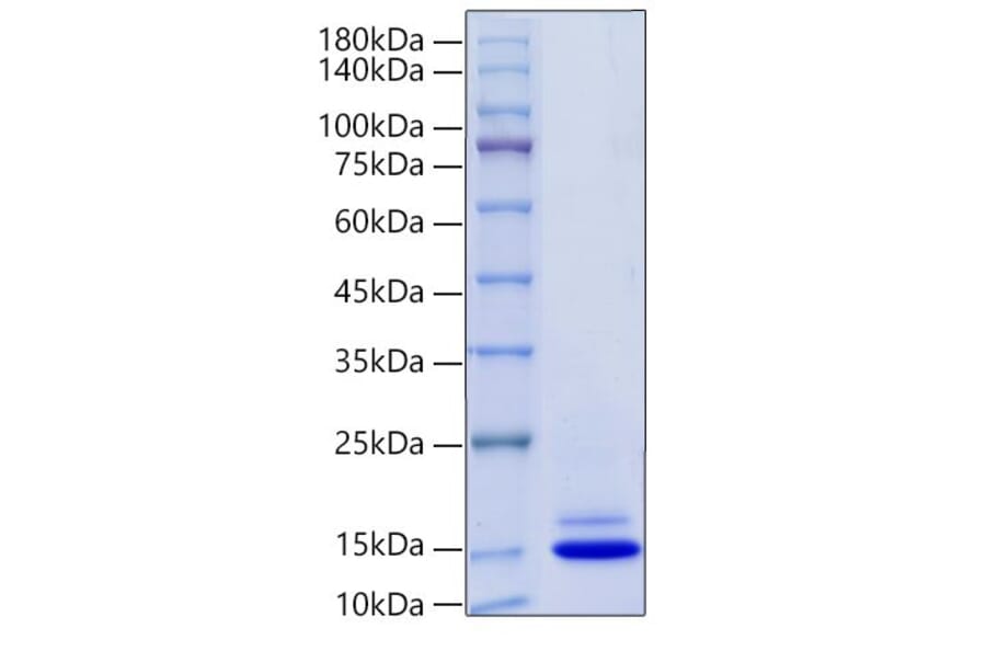 SDS-PAGE - Recombinant Mouse PF4 Protein (C-terminal His Tag) (A331553) - Antibodies.com