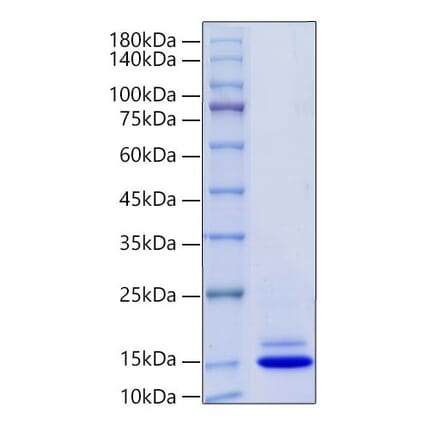 SDS-PAGE - Recombinant Mouse PF4 Protein (C-terminal His Tag) (A331553) - Antibodies.com