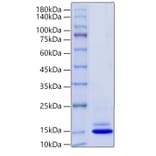 SDS-PAGE - Recombinant Mouse PF4 Protein (C-terminal His Tag) (A331553) - Antibodies.com