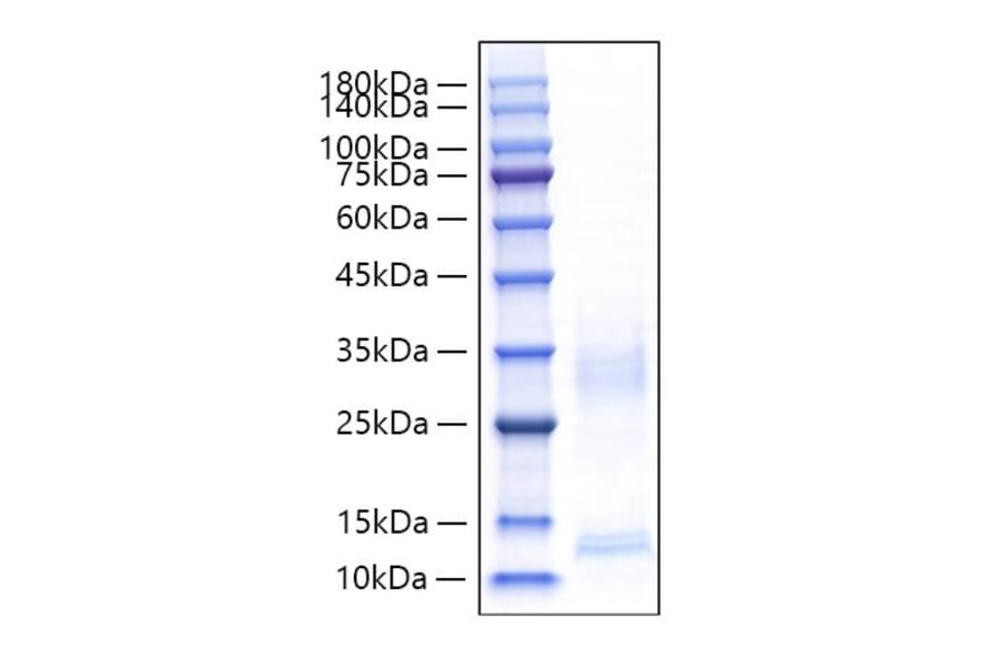 SDS-PAGE - Recombinant Mouse CXCL9 Protein (C-terminal His Tag) (A331554) - Antibodies.com