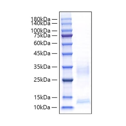 SDS-PAGE - Recombinant Mouse CXCL9 Protein (C-terminal His Tag) (A331554) - Antibodies.com