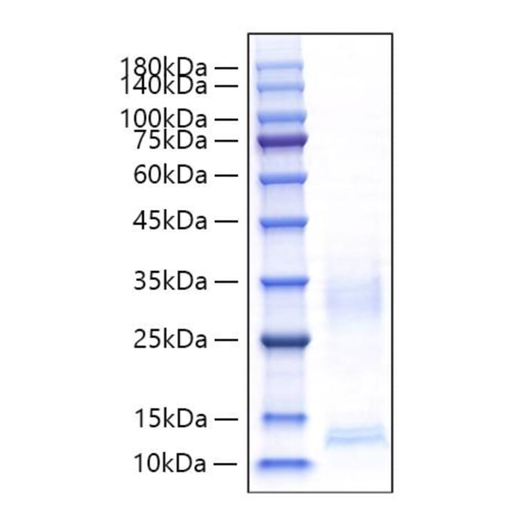 SDS-PAGE - Recombinant Mouse CXCL9 Protein (C-terminal His Tag) (A331554) - Antibodies.com