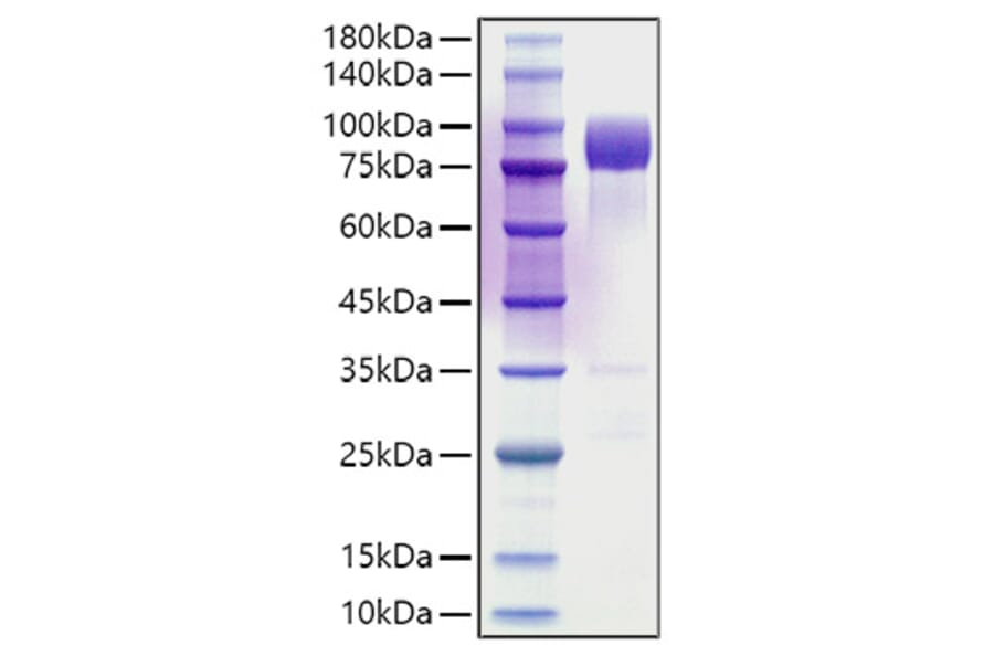 SDS-PAGE - Recombinant Rat CD55 Protein (C-terminal Human Fc Tag) (A331556) - Antibodies.com