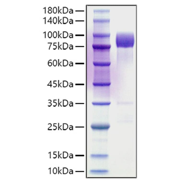 SDS-PAGE - Recombinant Rat CD55 Protein (C-terminal Human Fc Tag) (A331556) - Antibodies.com