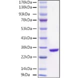 SDS-PAGE - Recombinant Aequorea victoria EGFP Protein (C-terminal His Tag) (A331560) - Antibodies.com